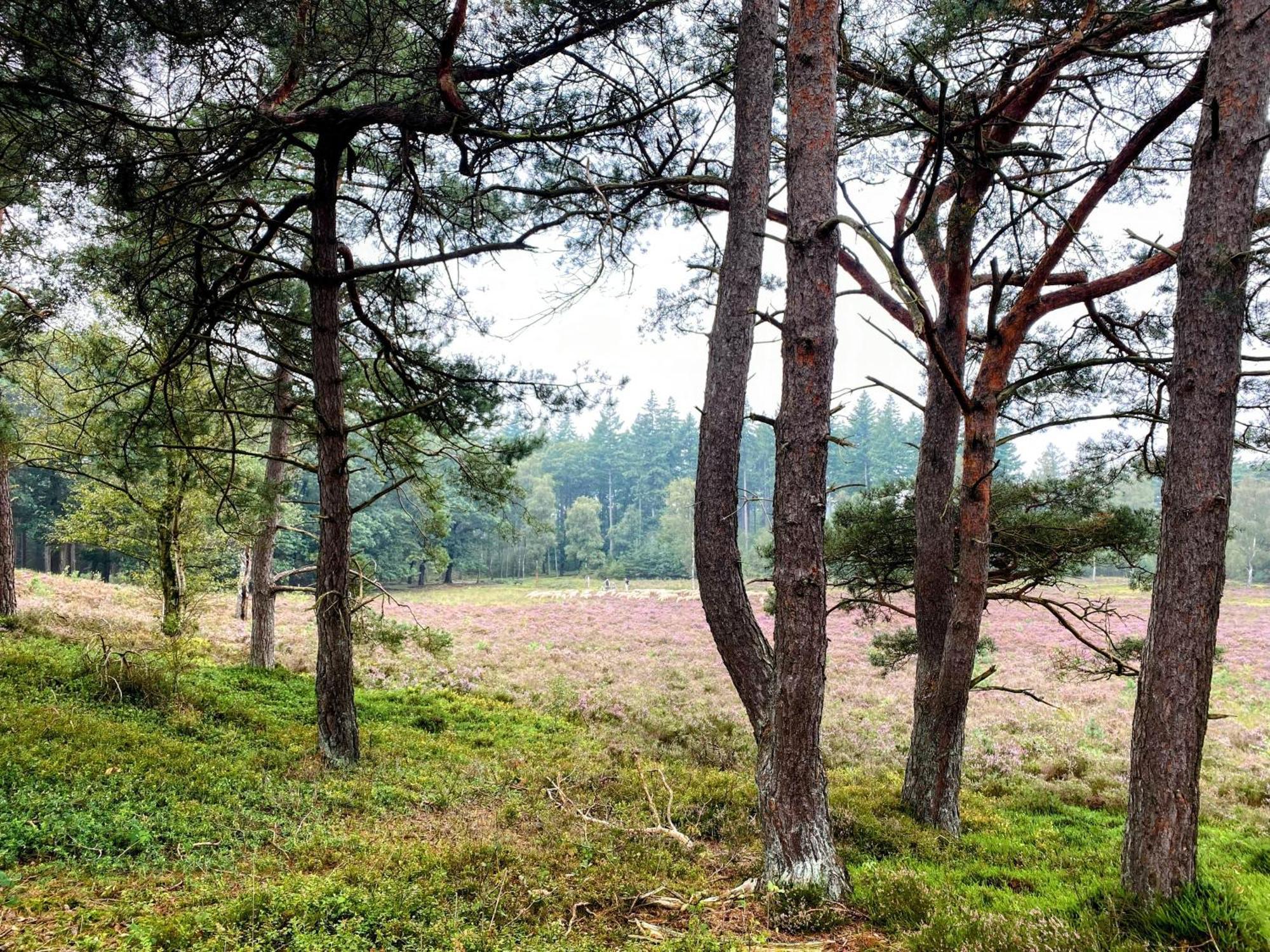 Huisje Aan De Bosrand - Veluwe Epe Luaran gambar